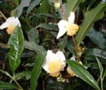 伯太の番茶