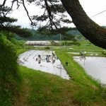 黒米の田植えをしました。