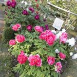 とっとり花回廊・・・・・花いっぱいで素敵でした・・・・